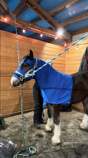 Horse blanket fitting #horse #horseblanket #winter
