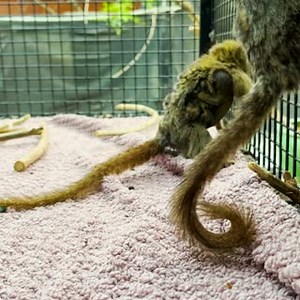 3.5K views · 99 reactions | Happy Monkey Day! At just over 100 grams,...