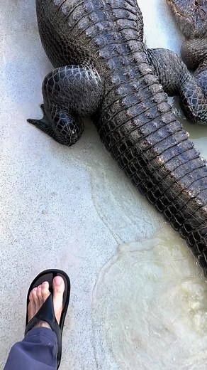 103K views · 5.4K reactions | Cleaning the gators this morning! And...