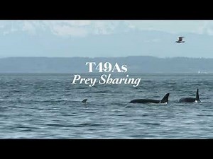 Incredible underwater orca sounds! | T49As Bigg's killer whales