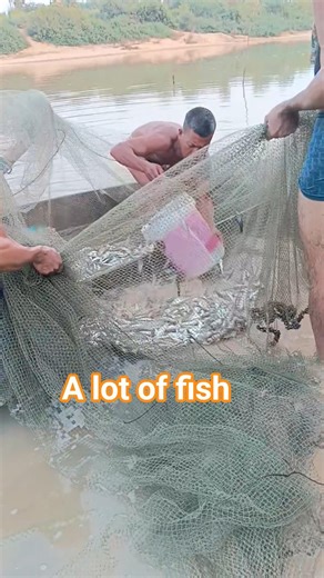 a lot of fish. #fishing #netting #fish #netting #fish #subscribe #funny #video #boating #nature