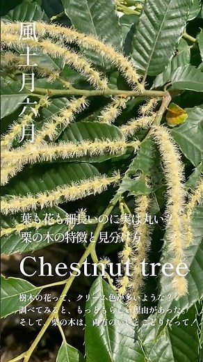 葉も花も細長いのに実は丸い？栗の木の特徴と見分け方 #shorts