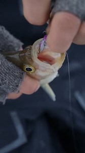 The 1" Ice Hyper Rattle strikes again. | ACME Tackle Company