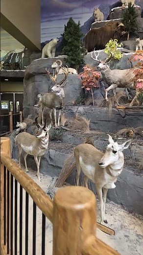 Want to See Wildlife Up Close? Discover Cabelas' Amazing Display