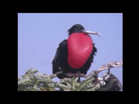 オオグンカンドリ（1）繁殖（ミッドウェー） - Great Frigatebird - Wild Bird - 野鳥 動画図鑑