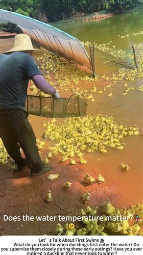 Ducklings Take to Water – Their First Contact with the Pond 🐤🌿