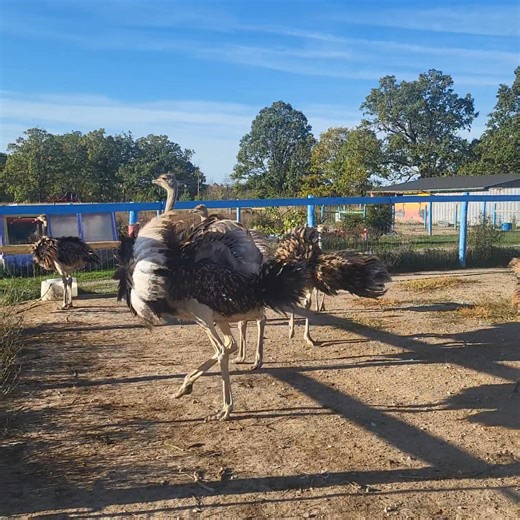 26K views · 1.4K reactions | --- Super Speedy Ostriches! 囹 Did you...