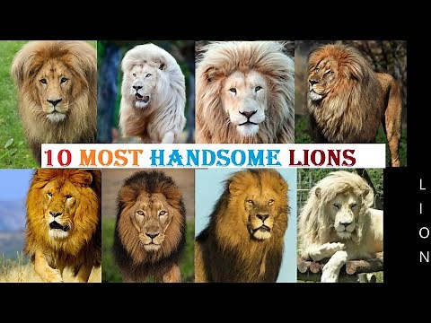 10 Most Handsome Lions in The World || World Most Beautiful & Majestic Lion