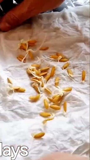 #honeydewmelonseedgermination #how to germinate honeydew melon #planting honeydew Melon from Seed