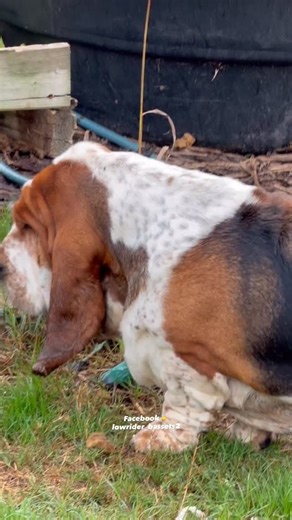 Lowrider Bassethounds on Instagram: "Lowrider Daisy ❤️#bassethoundmoments #bassethoundpuppy #bassethoundsofinstagram #bassetsofinstagram"