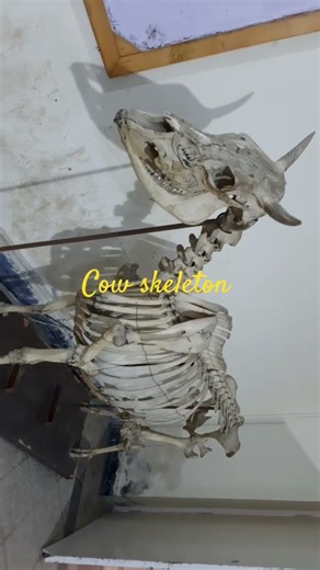 #veterinary school #anatomy of cow skeleton