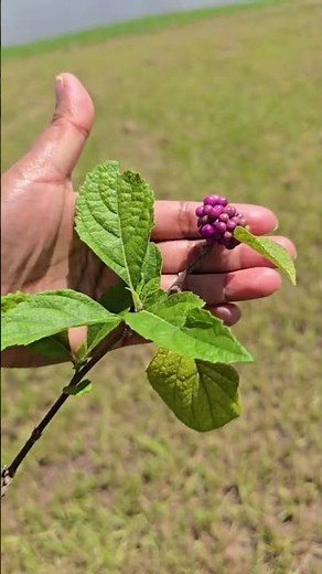 💜 I Was So Happy to See These Purple Berries! | American Beautyberry 🌿