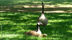 family of canadian geese on grass father goose stands looking out for danger mother sits near small cubs chicks offspring care protection