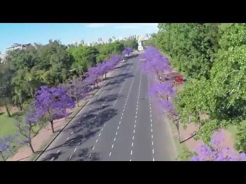 Jacarandá en la Ciudad de Buenos Aires
