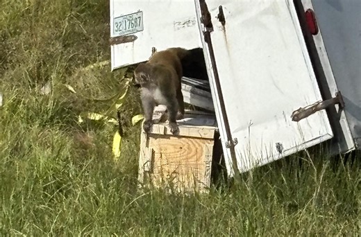 An “Aggressive” Monkey Is On The Loose After A Truck Carrying Research Monkeys Crashed In Mississippi | Whiskey Riff