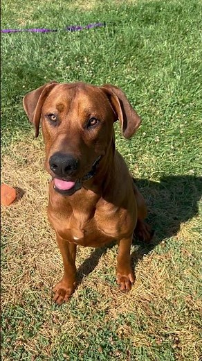 Rescue needed for Clifford (Rhodesian Ridgeback)
