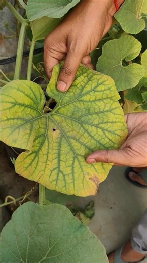 Iron Deficiency in Plants? Putting Iron Nail in Soil – Does It Work? 🌱🔩