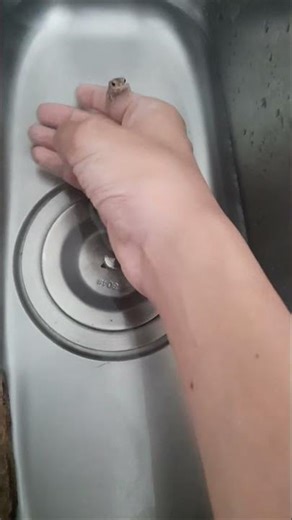 Cuban tree frog 🐸