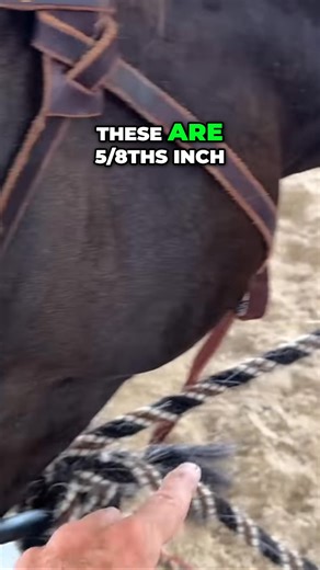 Worried about the gear? This horseman introduces his traditional hackamore — a 5/8ths inch bosal with horsehair mecate reins and a leather hanger. "This is how we start 'em,", he says, ready to begin the journey. #HorseTraining #Hackamore #EquestrianLife #HorseGear #TraditionalRiding | Ed's Walking Horses