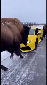 “When nature decides your Lamborghini doesn’t belong here.” 🦬❄️ | Learning Mind