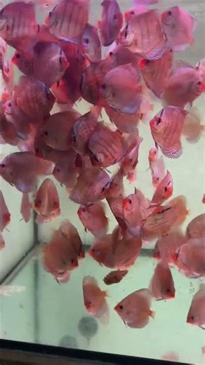 Cobalt I Blue Diamond 6-7 cm