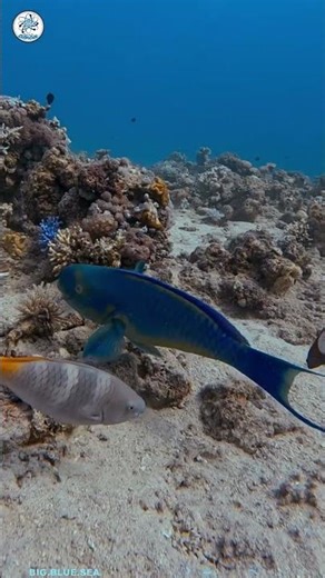 The parrotfish, the animal that creates sand in the ocean