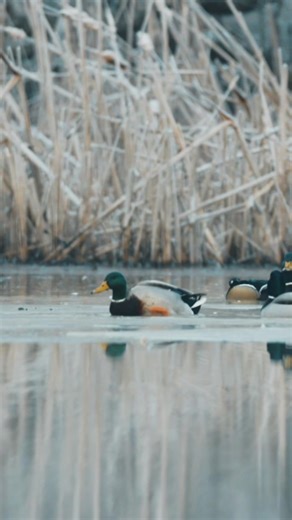 Resting on Ice: Mallard Ducks at MS Delta