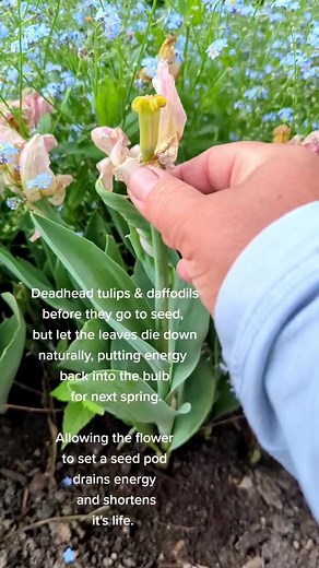 Deadheading Tulips: Extend Bloom & Bulb Life