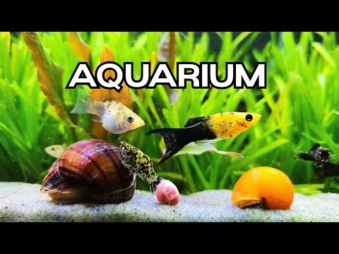🔴Tropical Fish Aquarium 🐟 Calming Water Sounds for Sleep /Work/Study