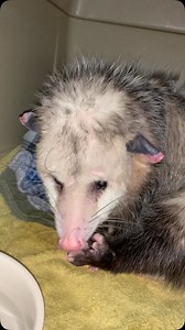 Opossums are the cleanest patients. If we intake an opossum with dirty ears or ticks, we know something is wrong. Enjoy this adorable grooming session 🥰. #wildliferescue #wildliferehab #clt #nonprofit #wildlife #opossums #possum #possums #nc #opossum #cleantok #cleanliving #clean #cleanhacks | Carolina Wildlife Conservation Center