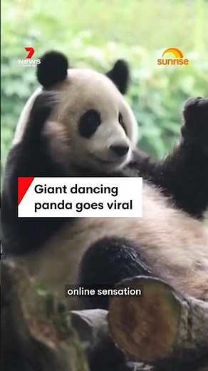 Giant dancing panda goes viral
