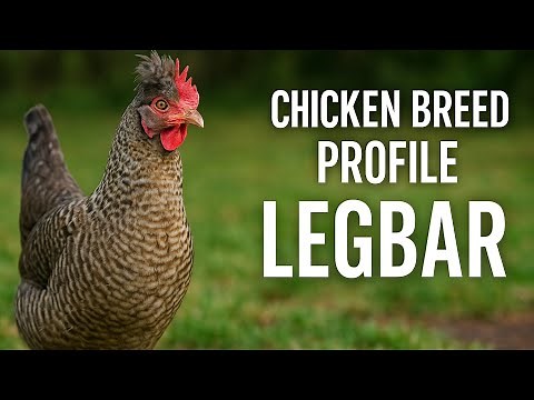 Chicken Breed Profile - Legbar