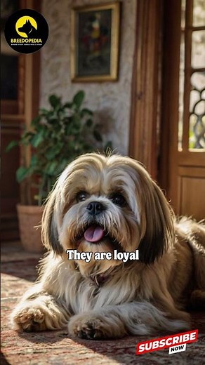 Lhasa Apso The Little Dog with a Big Personality!