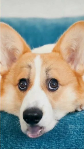 Corgi Puppy Dog Sings The APT Song Bruno Mars Rose #cutedogs #amazing