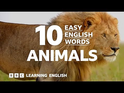Animals: 10 Easy English Words 🐱🐶🐍🦁🐄