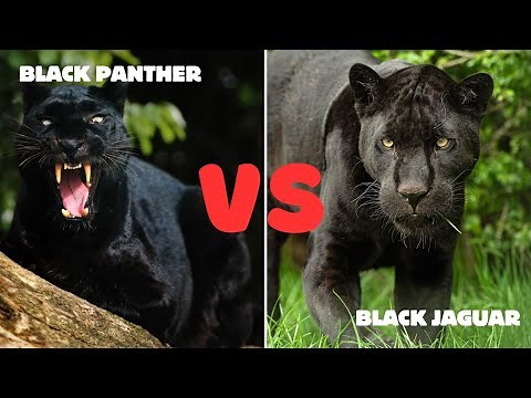 Black Panther Vs Black Jaguar - What Are the Differences