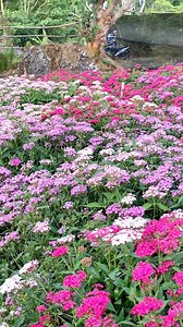 Bunga di arum rinjani sembalun lagi bermekaran loh, pencinta bunga wajib kesini!❤️ | Lombok Traveler