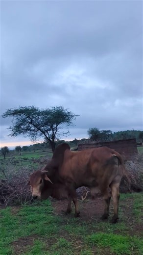 zakarialamayani@gmail.com (@zakarialamayanigma)’s videos with original sound - zakarialamayani@gmail.com