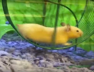 Watch: Hamster's epic fail is (almost) all of us