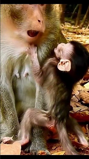 Monkey species: A warning from the mother monkey when her baby monkey misbehaves.