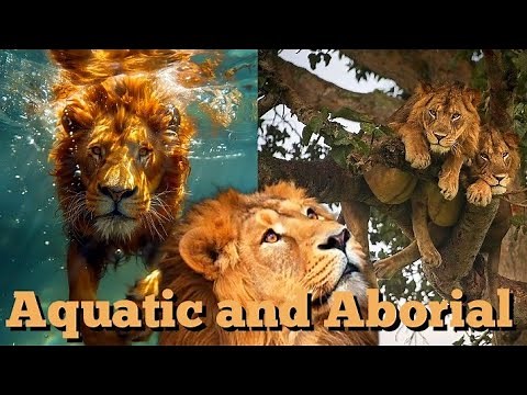 Why are these lions Arboreal ? : Congo Lion Documentary.