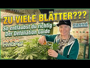 Defoliation done right | Step-by-step guide for more flowers