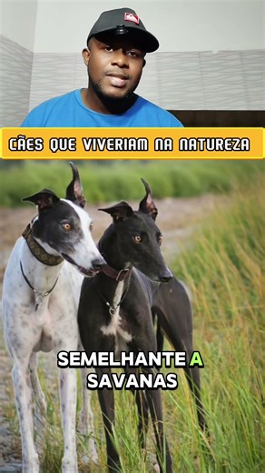 CÃEA QUE VIVERIAM NA NATUREZA