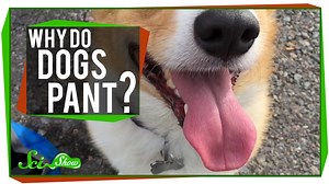 SciShow Explains the Science Behind Why Dogs Pant