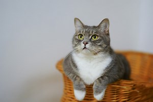 The exact amount of time you can leave your cat home alone - according to pet experts