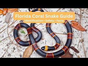 Florida Coral Snake: Identification, Venom, and Safety Facts