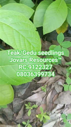 Teak/Gedu seedling at Jovars Resources™RC:9122327 08036399734