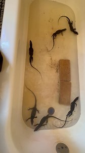 How relaxing | The Legend Lizards