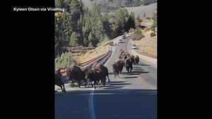 Tourists run from herd of bison