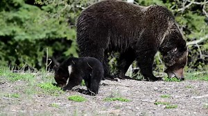 234K views · 7K reactions | Felicia and Pepper 2019 in the Grand Tetons. | Wildlife throughhopeseyes. | Facebook